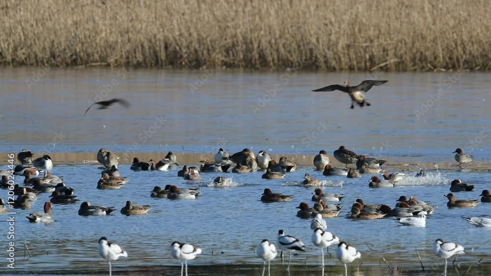 Eurasian Wigeon, Mareca penelope, birds in flight over winter marshes Eurasian Wigeon, Mareca penelope, birds in flight over winter marshes