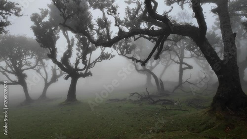 Scenic foggy view in Fanal forest in Madeira island, Portugal.