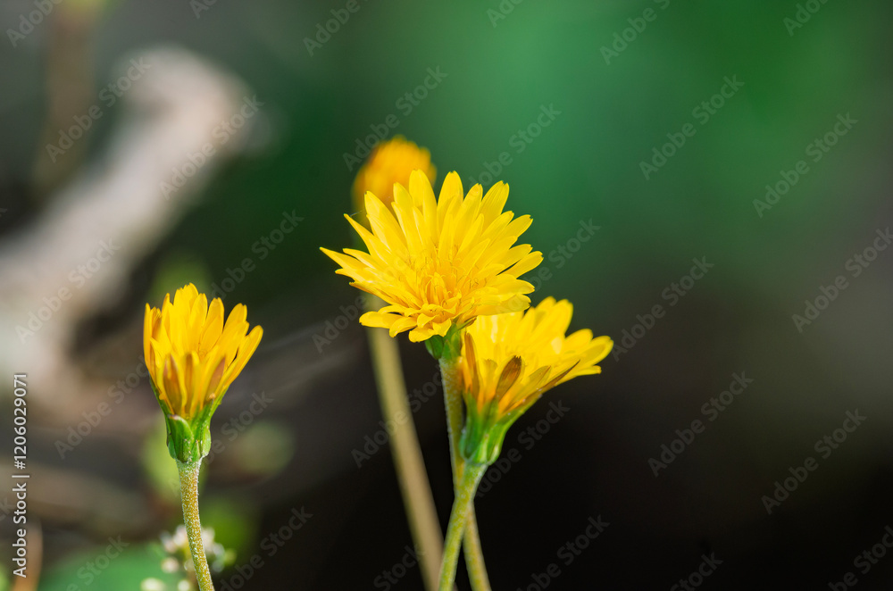yellow dandelion in a garden yellow dandelion in a garden