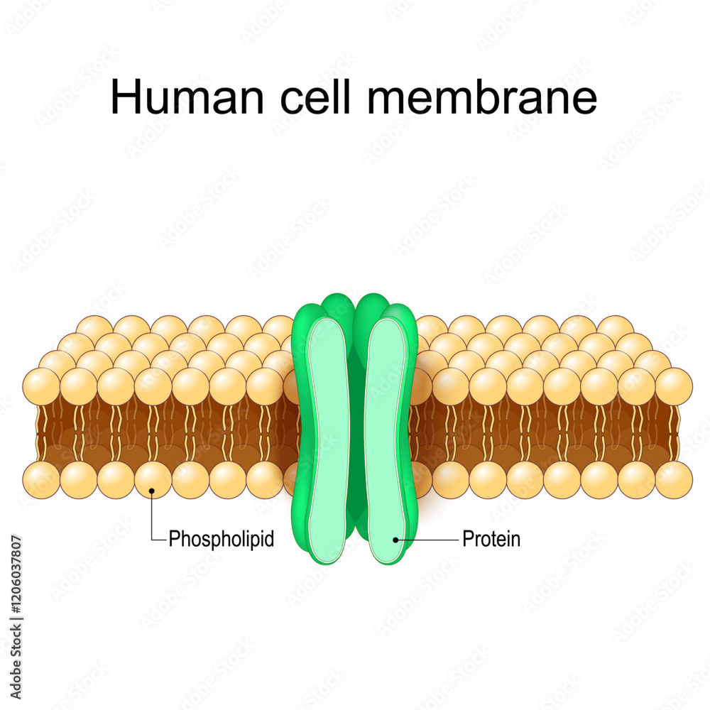 Cell membrane structure
