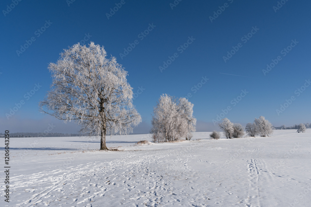 Winter Landscape with Snow-Covered Frozen Trees, Czech Republic Winter Landscape with Snow-Covered Frozen Trees, Czech Republic