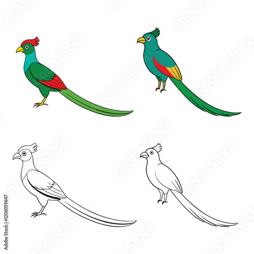 resplendent quetzal bird vector illustration.