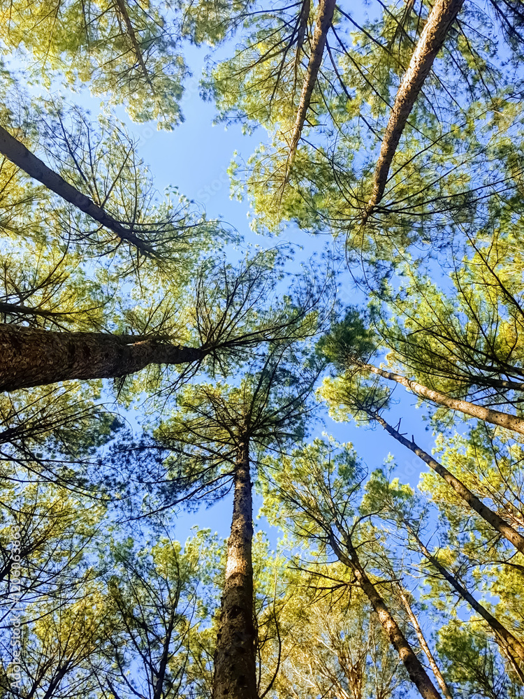 Fototapeta premium trees in the forest