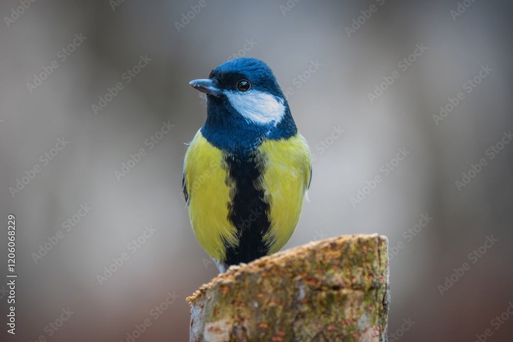 Obraz premium great tit closeup in the garden