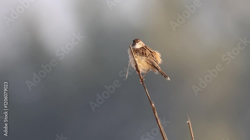 4k resolution video of a zitting cisticola or streaked fantail warbler (without editing).this video was taken from Bangladesh.
