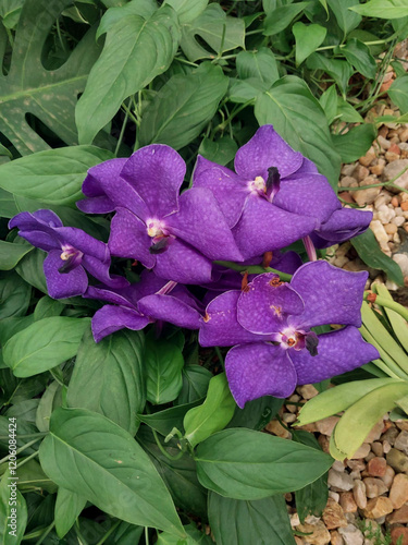 Beautiful purple Vanda Orchid in a garden photo