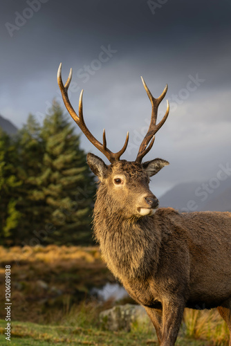 Highland Stag Monarch of the Glen