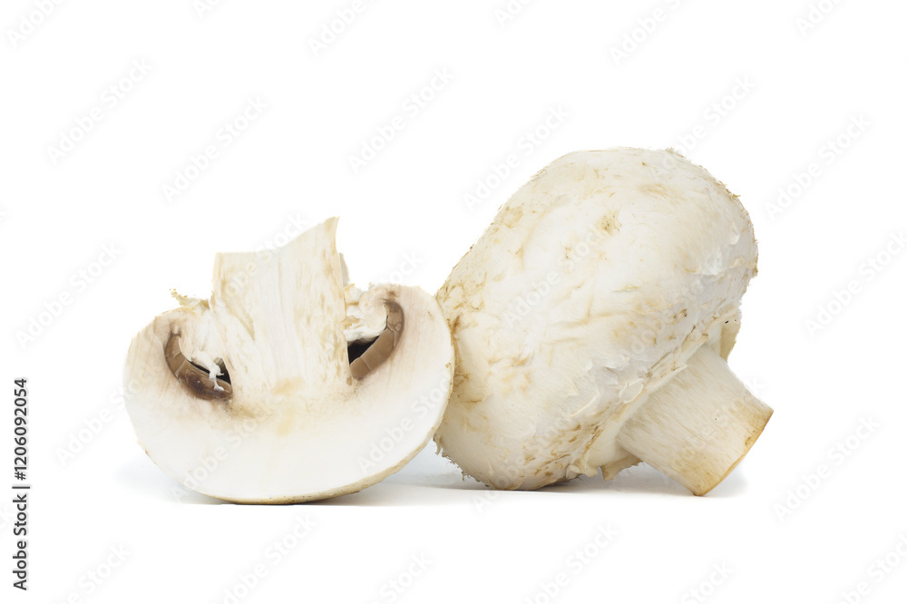 group of mushroom isolated on white background group of mushroom isolated on white background