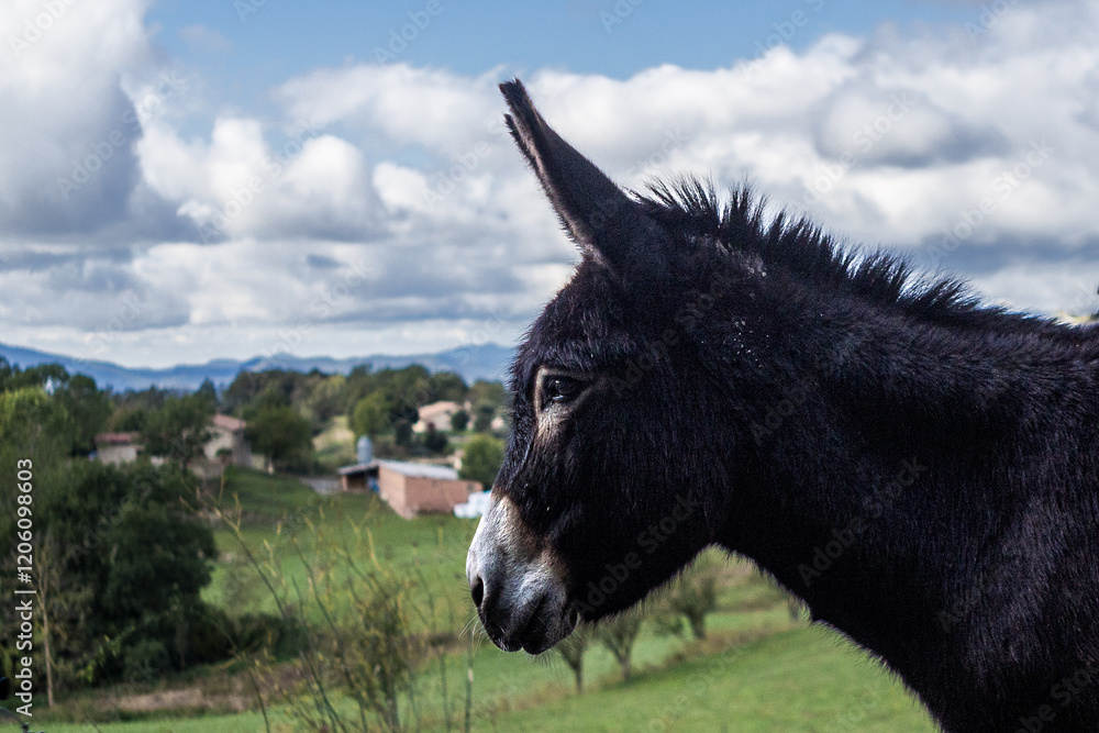 Donkey in a rural landscape with clouds Donkey in a rural landscape with clouds