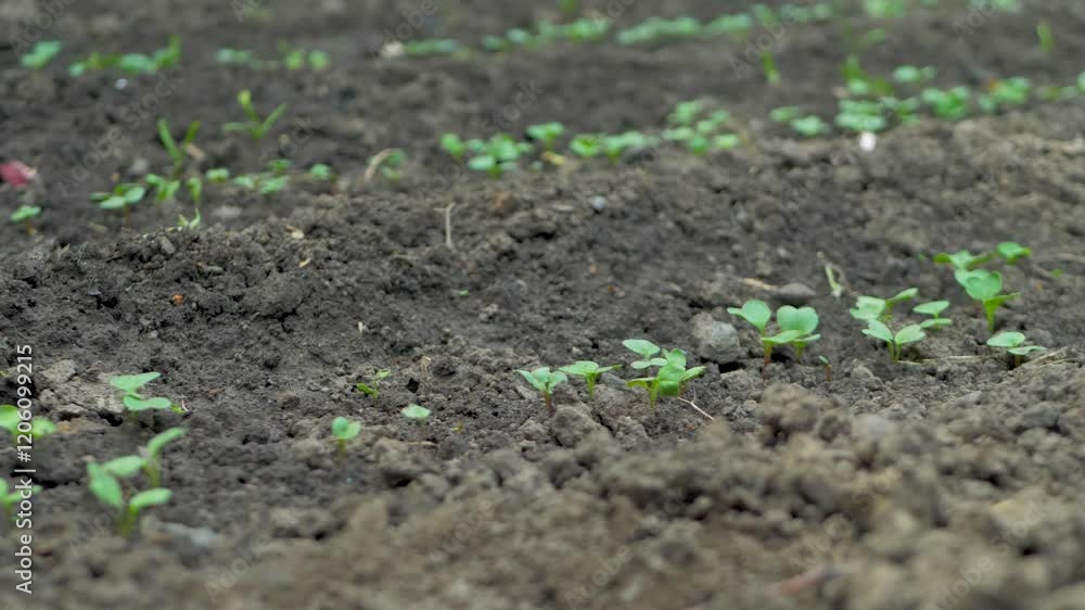 Early growth of radish sprouts signals the start of a productive season. Soil provides vital nutrients, while water supports early development, encouraging radishes to form strong roots underground Early growth of radish sprouts signals the start of a productive season. Soil provides vital nutrients, while water supports early development, encouraging radishes to form strong roots underground