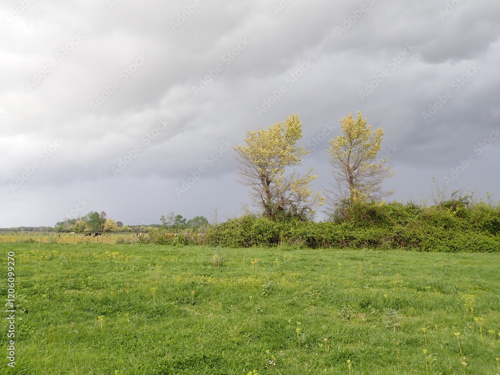 Obraz premium Green grass field and blue sky clouds summer landscape background, green meadows, Field and green environment, Sky grass background, fresh green fields under blue sky in spring .Jijel Algeria Africa.