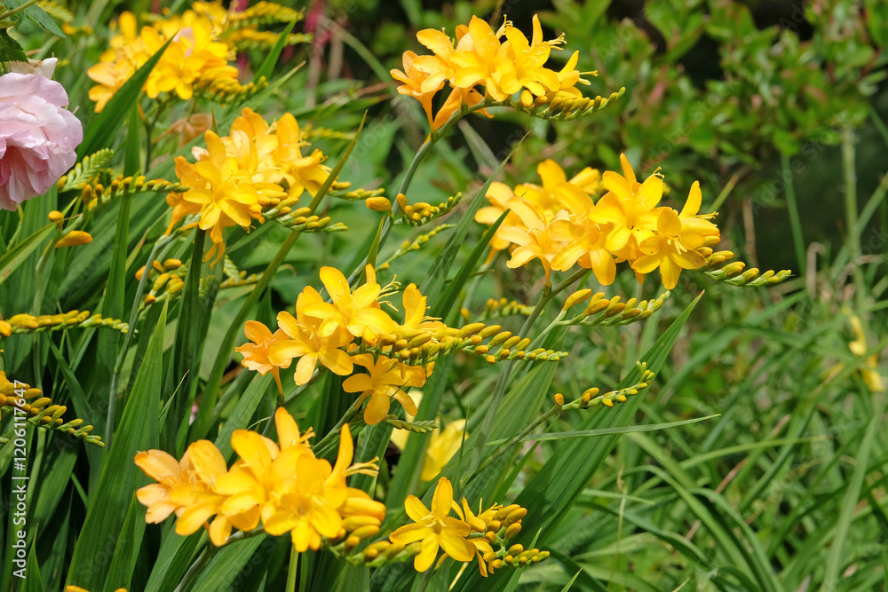 Crocosmia ‘Paul's Best Yellow’ monbretia in flower. Crocosmia ‘Paul's Best Yellow’ monbretia in flower.