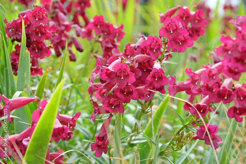 Merlot red penstemon, also known as foxglove beardtongue ‘Raven’ in flower. photo