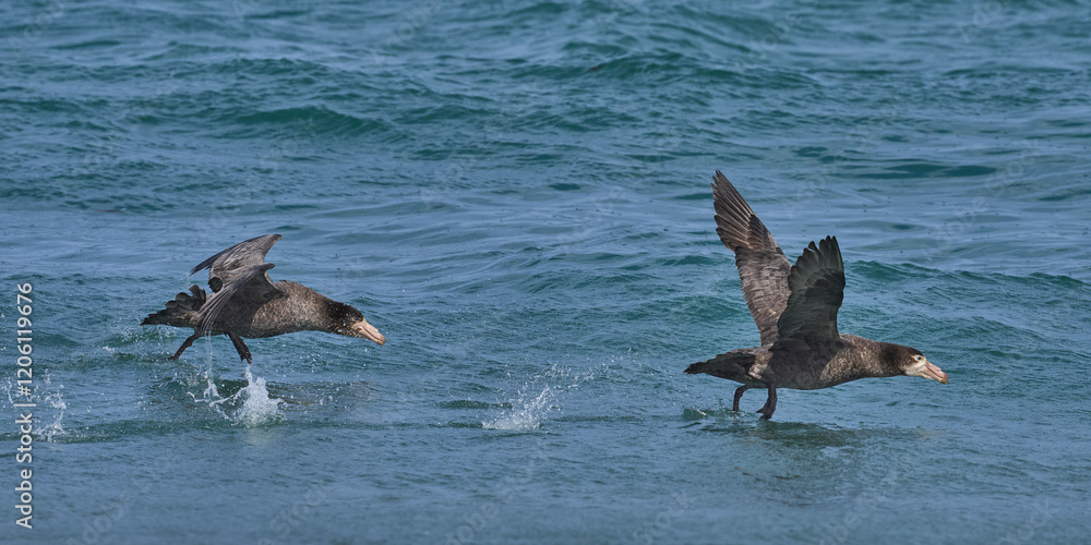 Fototapeta premium Southern Giant Petrels (Macronectes giganteus) taking off from the sea on the coast of Sea Lion Island in the Falkland Islands.