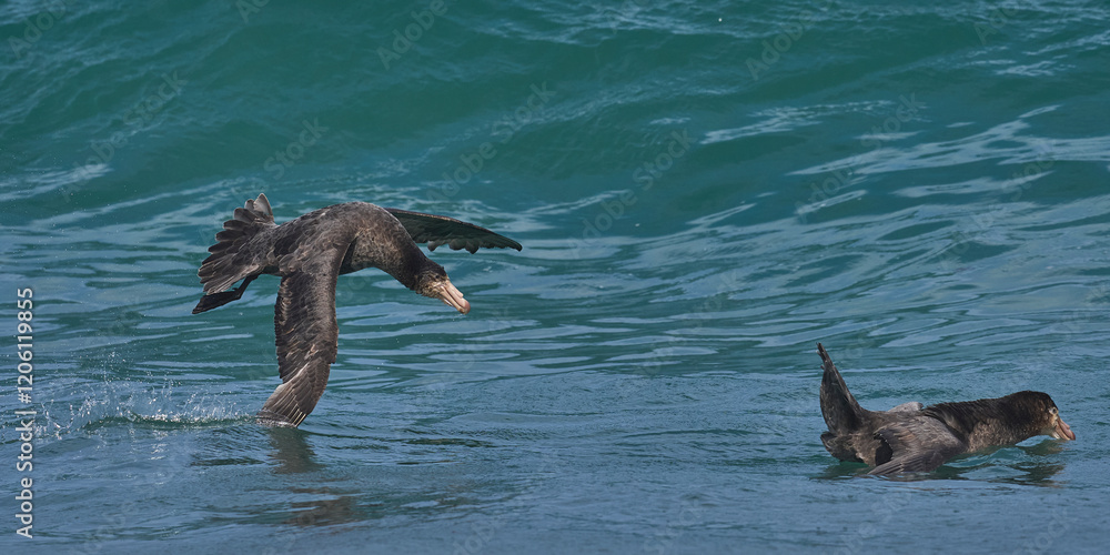 Obraz premium Southern Giant Petrels (Macronectes giganteus) gather in the sea to feed on the carcass of an elephant seal pup on the coast of Sea Lion Island in the Falkland Islands.