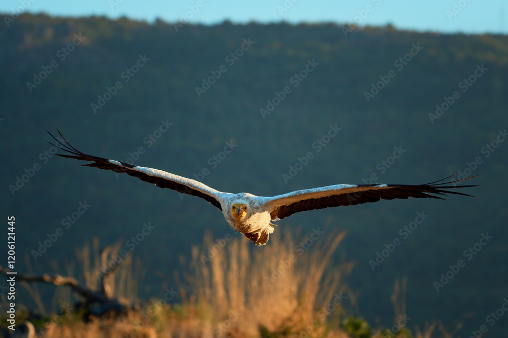 The scavenger vulture (Neophron percnopterus) is a bird of prey. They feed on carrion, corpses of mammals. Madzharovo, Eastern Rhodopes. Wild living scene in nature. Sunrise in mountains of Bulgaria. The scavenger vulture (Neophron percnopterus) is a bird of prey. They feed on carrion, corpses of mammals. Madzharovo, Eastern Rhodopes. Wild living scene in nature. Sunrise in mountains of Bulgaria.
