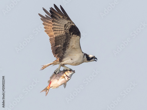 An Osprey in flight with a large fish in its talons photo