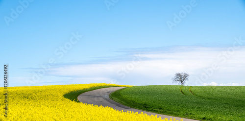 Landstraße im Frühling entlang eines Rapsfeldes