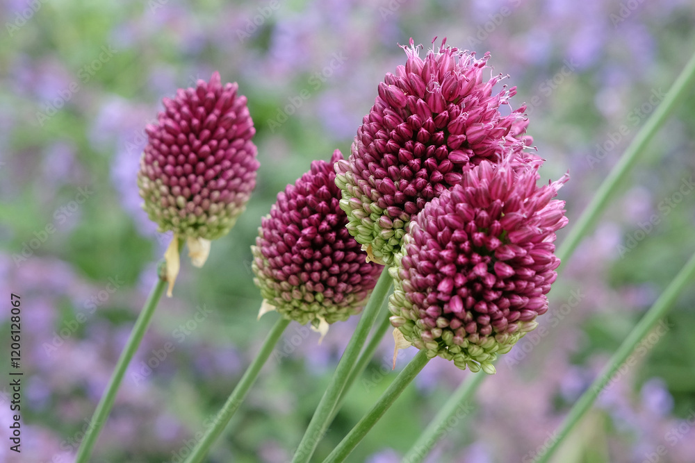 Purple drumstick Allium sphaerocephalon in flower Purple drumstick Allium sphaerocephalon in flower