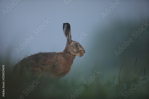 Zając szarak, hare, (Lepus europaeus) photo