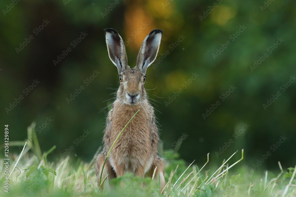 Obraz premium Zając szarak, hare, (Lepus europaeus)