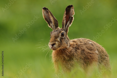 Zając szarak, hare, (Lepus europaeus) photo