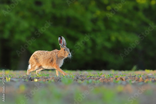 Zając szarak, hare, (Lepus europaeus) photo