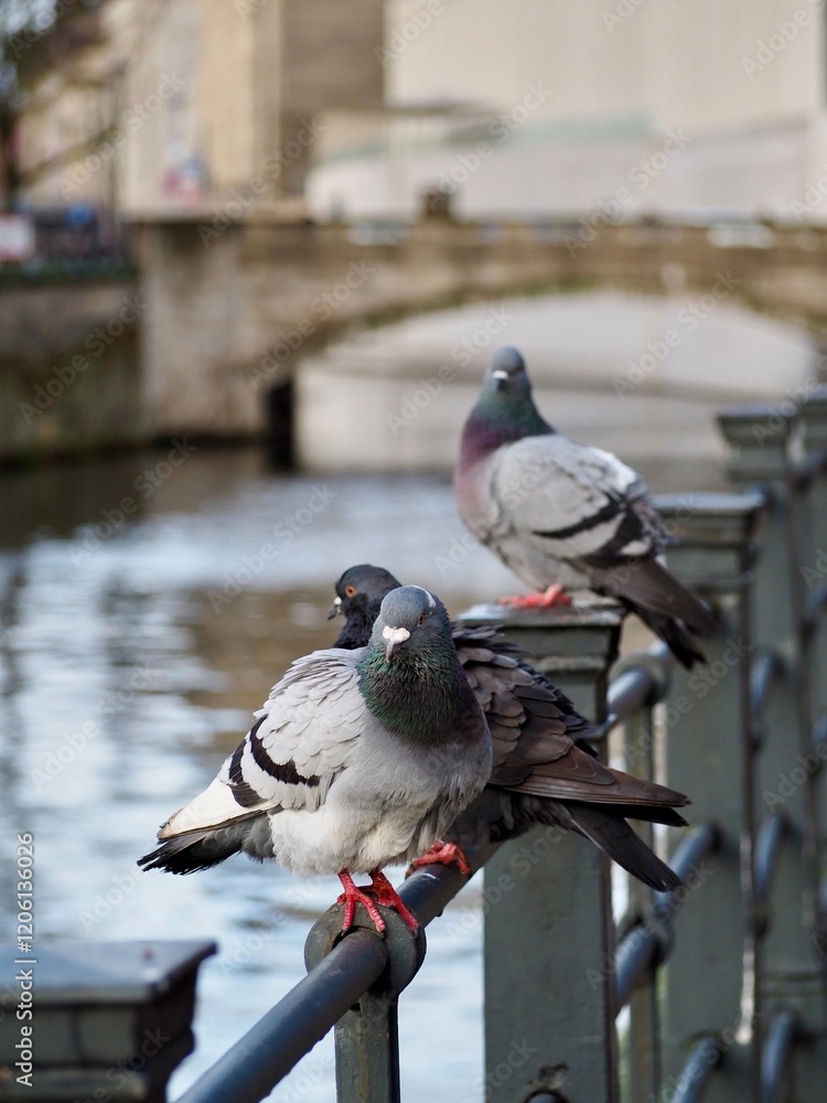Fototapeta premium A picturesque scene of pigeons perched on an iron railing, with a serene river and arched bridge in the background, capturing the peaceful urban wildlife setting.