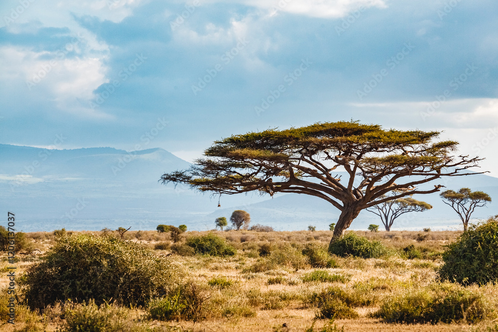 Obraz premium Savanna landscape with tree in Africa