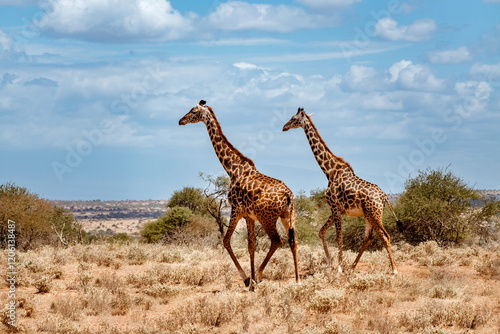 Canvas Print Giraffe in the savannah