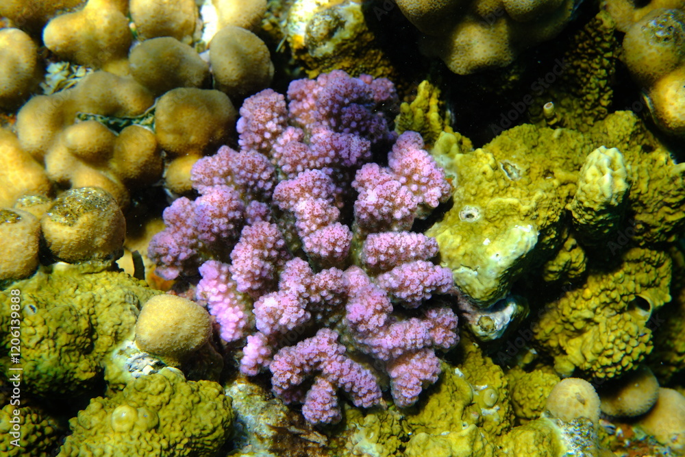 Obraz premium Rasp coral or cauliflower coral, knob-horned coral (Pocillopora verrucosa) undersea, Red Sea, Egypt, Sharm El Sheikh, Montazah Bay