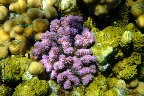 Rasp coral or cauliflower coral, knob-horned coral (Pocillopora verrucosa) undersea, Red Sea, Egypt, Sharm El Sheikh, Montazah Bay photo