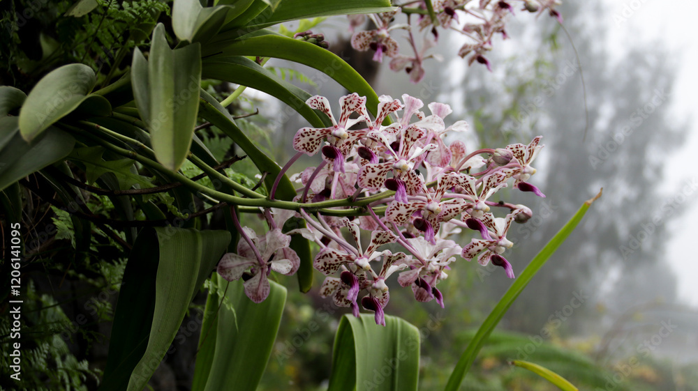 Fototapeta premium Close-Up of Pink and White Speckled Orchid Blooms with Lush Green Leaves in a Misty Garden Landscape