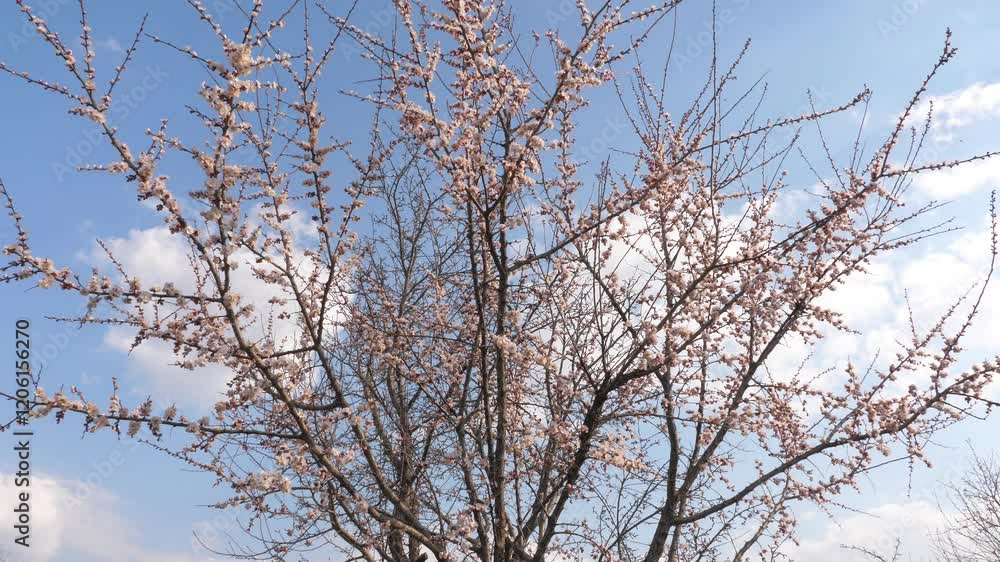 blossom trees spring garden. pink flower tree bee sky. Up breeze growth person plant medicinal park light viewing wind lush. ecology spirea tree scenic space organism flurry enjoying time prunus blossom trees spring garden. pink flower tree bee sky. Up breeze growth person plant medicinal park light viewing wind lush. ecology spirea tree scenic space organism flurry enjoying time prunus