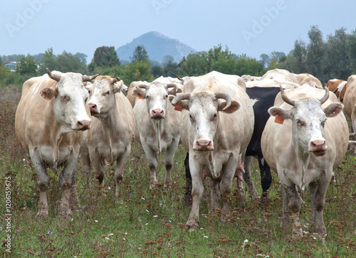 Wallpaper Mural A herd of cows stands in a field against the backdrop of a forest and a lonely mountain. The cows are looking at the camera. Torontodigital.ca