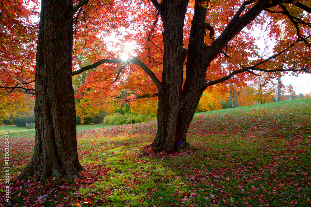 Sunrise with maple tree leaves covered the ground and lens flare Sunrise with maple tree leaves covered the ground and lens flare