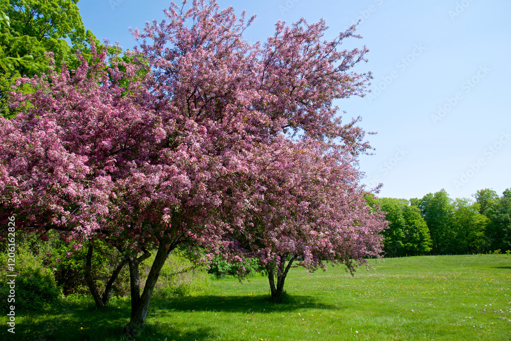 Full bloom crab apple trees in springtime Full bloom crab apple trees in springtime