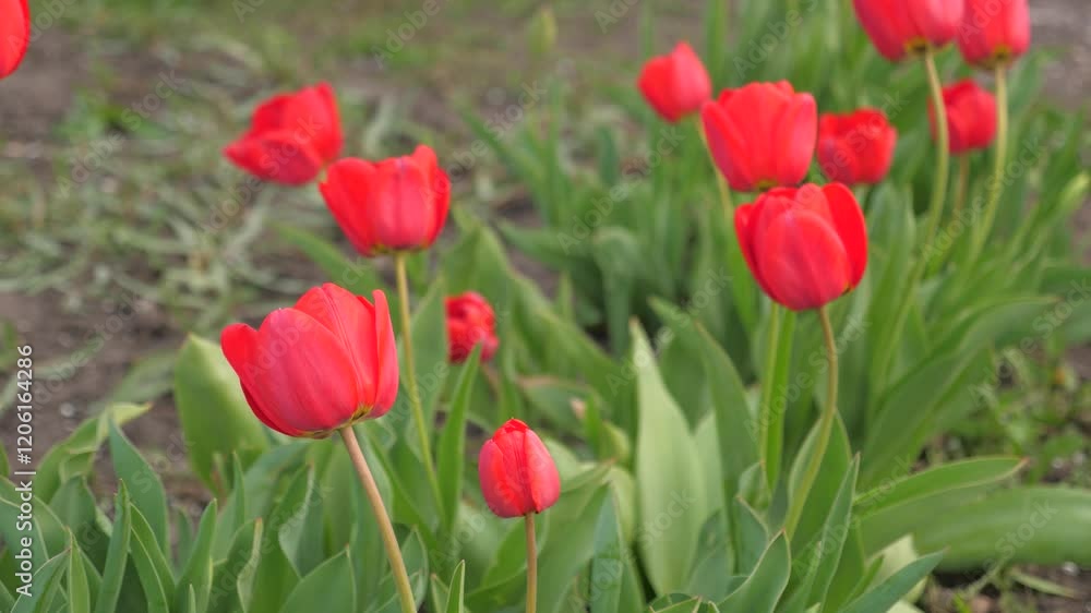 red tulips garden. Agriculture. growing flowers. farming. flower business. Breezy blossomed plant back vivid slow woman sunsetting colour. destination hispanic time lots light farm floriculture tender red tulips garden. Agriculture. growing flowers. farming. flower business. Breezy blossomed plant back vivid slow woman sunsetting colour. destination hispanic time lots light farm floriculture tender