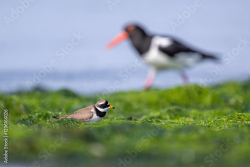 Größenvergleich zwischen Sandregenpfeifer und Austernfischer photo