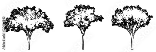 Set or collection of American Elm trees as a black line drawing silhouette on white background. Concept or conceptual vector for nature, planet, ecology conservation, strength, endurance and  beauty