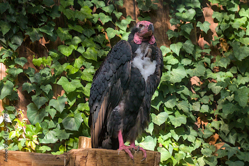 A large black vulture with a bare red head and a powerful build stands proudly against the green foliage. Its dark feathers and wrinkled pink head complete its striking appearance. photo