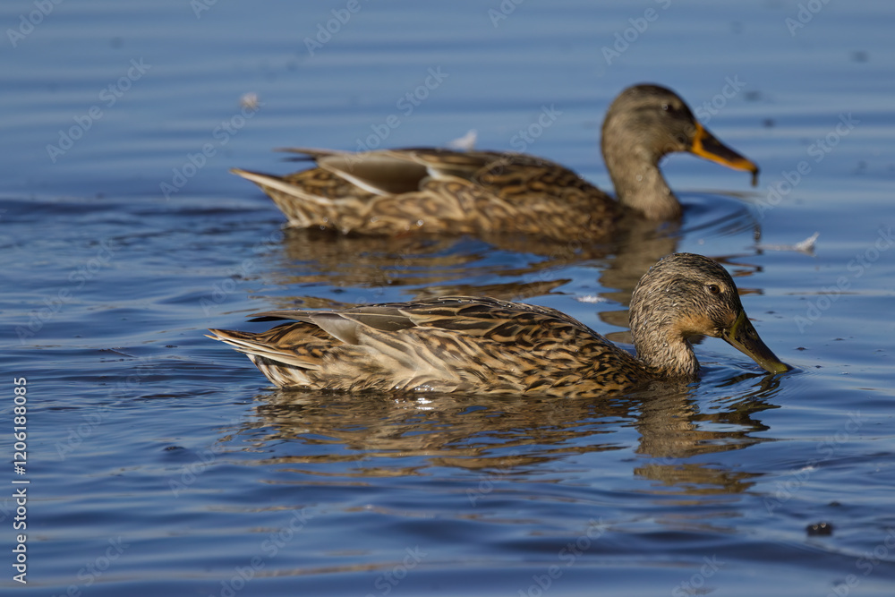 Close-up of swimming female mallard duck on the lake, two female mallard ducks on the lake, blue colors on the water surface, blue colors on the lake, light waves Close-up of swimming female mallard duck on the lake, two female mallard ducks on the lake, blue colors on the water surface, blue colors on the lake, light waves