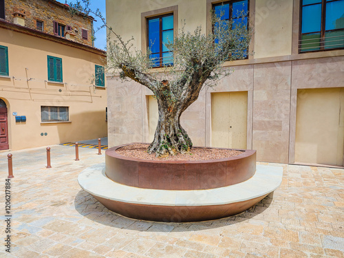 Volterra, Tuscany. Street view of Volterra - medieval Tuscan town with an old olive tree planted in an old town street photo