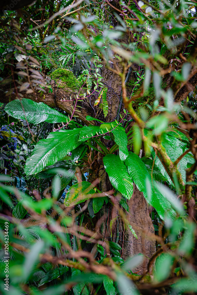 green fern in the forest green fern in the forest