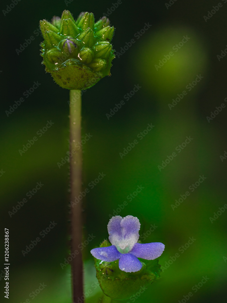 Delicate Purple Wildflower with Green Buds Delicate Purple Wildflower with Green Buds