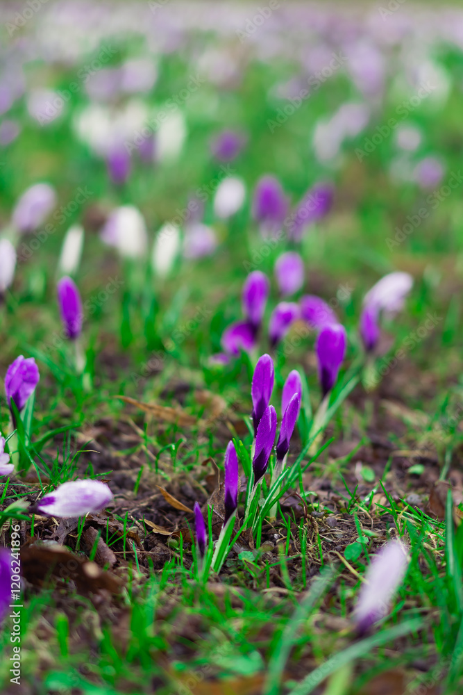 Early blooming flowers crocuses in spring. Flowering of bulbous plants in the garden. Floral spring background with pink and purple crocus flowers