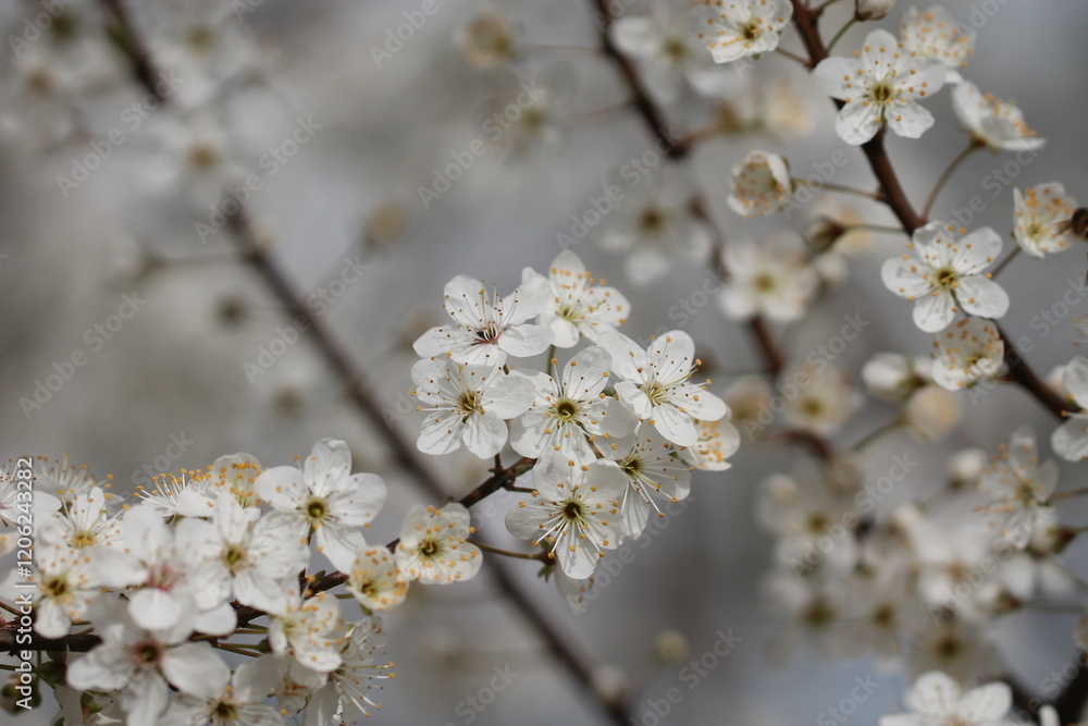 fiori bianchi di prugnolo selvatico in primavera fiori bianchi di prugnolo selvatico in primavera