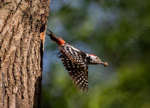 bird Great Spotted Woodpecker flew out of nest in spring park photo