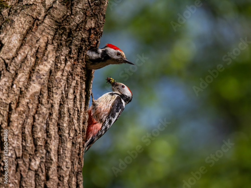 two birds Great Spotted Woodpecker sitting at a hollow in a tree with insects for chicks in their beaks