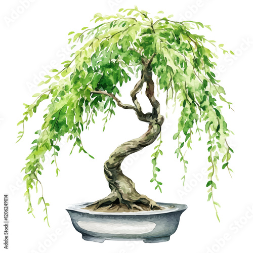 A watercolor illustration of a weeping beech bonsai, isolated on a white background. Weeping beech bonsai vector.
